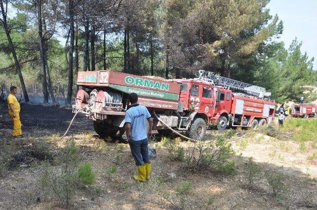 Manisa da Orman Yangını 1