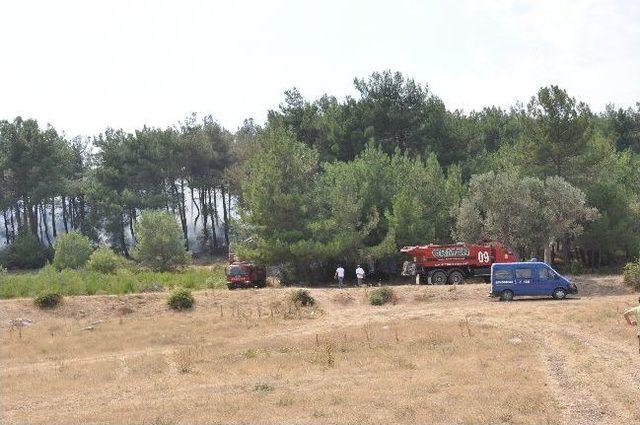 Manisa da Orman Yangını 2