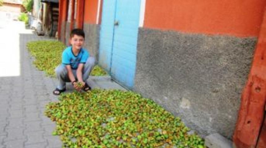 Dip Elması Elma Kakı Olarak Değerlendiriliyor