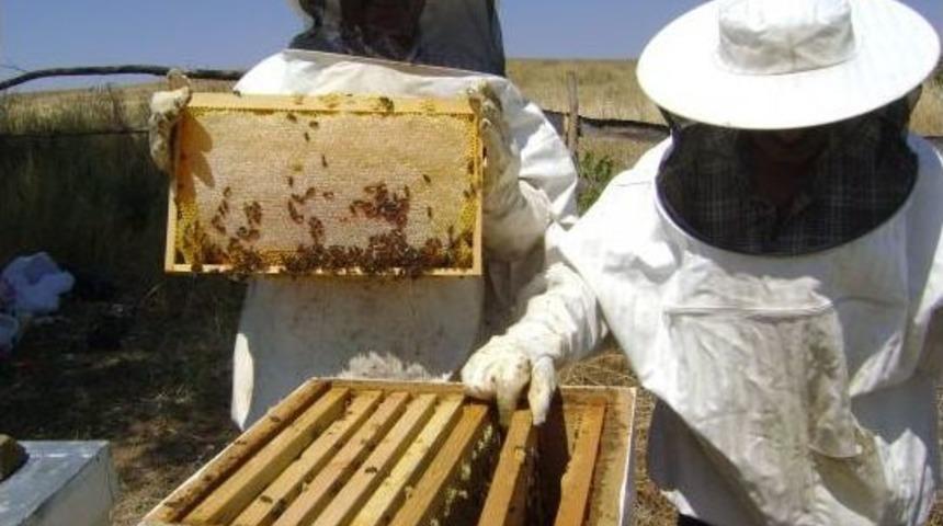 Kırıkkale'de Bal Hasadında Y&uuml;zde 50 D&uuml;ş&uuml;ş Bekleniyor