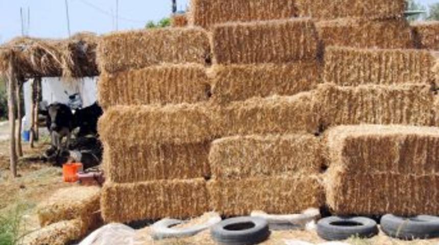 Bilal Ay: &Uuml;reticinin S&uuml;tten Para Kazanabilmesi I&ccedil;in Kaba Yem A&ccedil;ığı Kapatılmalı