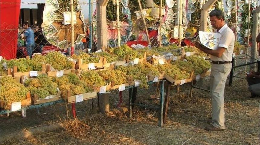 &Uuml;z&uuml;m Ve K&uuml;lt&uuml;r Şenliği Başlıyor