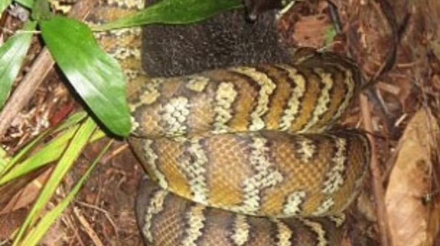 Pitonun 6 saat uğraştığı inanılmaz av