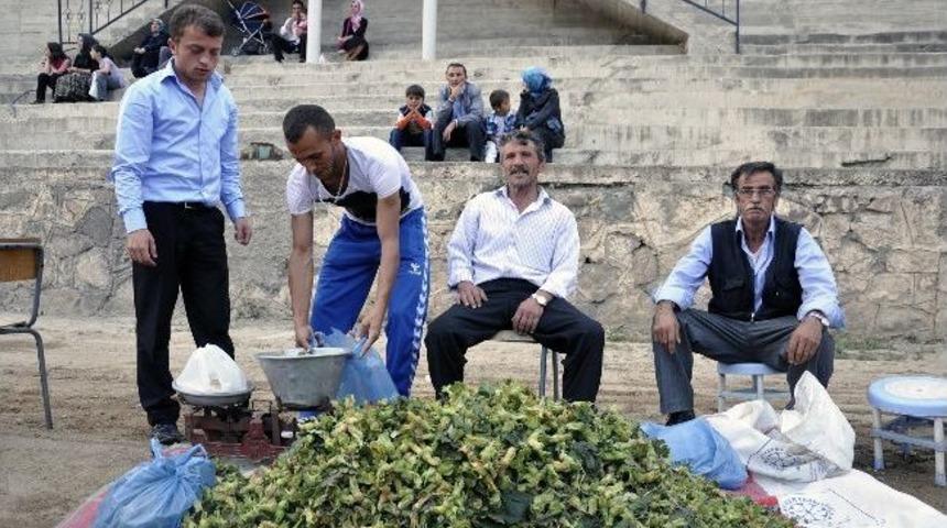 Kürtün Fındığı Piyasaya Çıktı