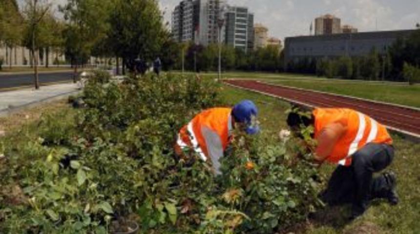 Yenimahalle Parkları G&uuml;llerle S&uuml;slendi