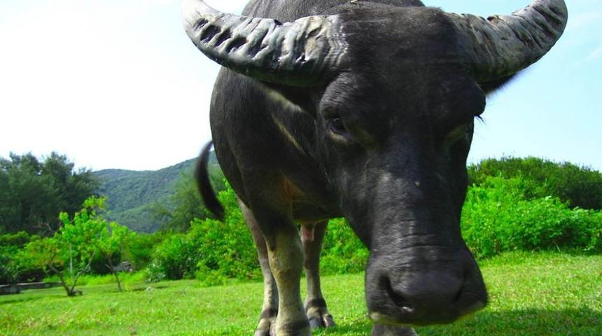 TZOB: &Uuml;lkemizde Manda Kaymağı Ve Yoğurdu Tarih Olmamalı