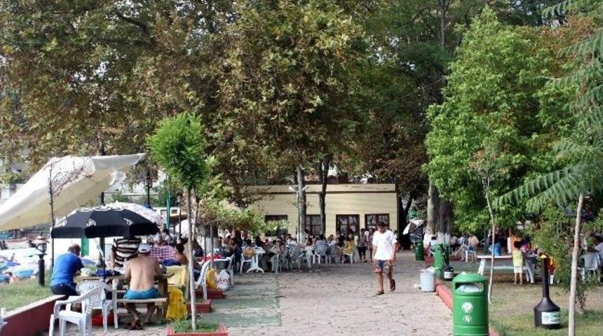 Kapuz Plajındaki Yaşlı Ağa&ccedil;lar Vatandaşlara Zor Anlar Yaşatıyor