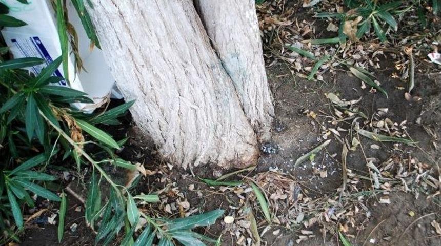 Mudanyalılar Asırlık Ağaçların Kurutulmasına Tepkili