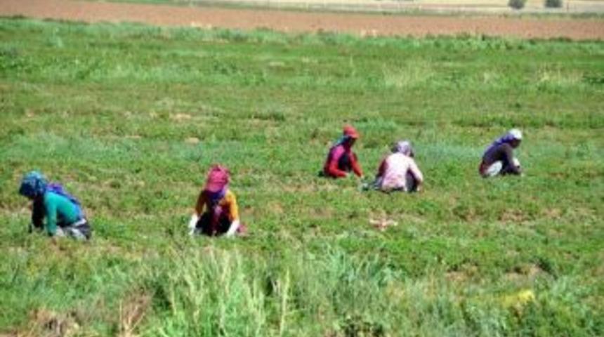 &Ccedil;&ouml;l Sıcakları Tarım İş&ccedil;ilerini Olumsuz Etkiliyor