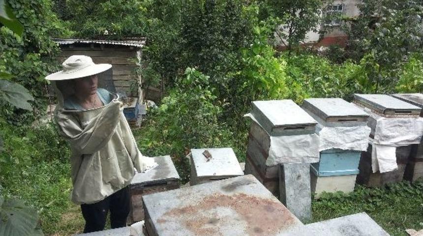 Kumru&rsquo;da Arılı Kovan Desteği Tespit &Ccedil;alışmaları