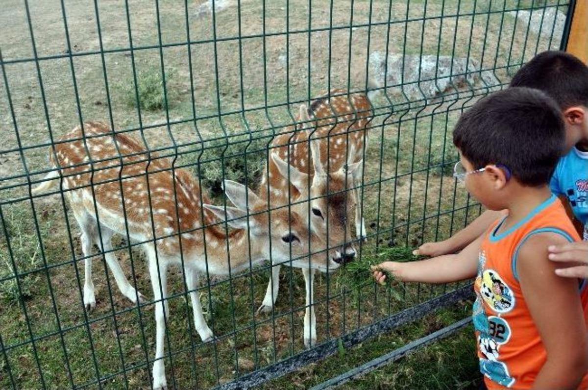 Harikalar Diyarı'na, Harika İlgi