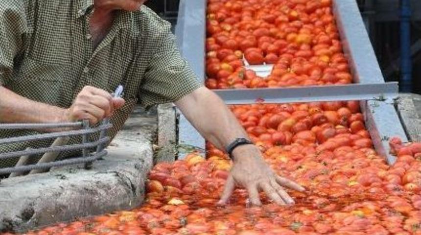 Kulaca Sal&ccedil;a&rsquo;da Sezon Başladı