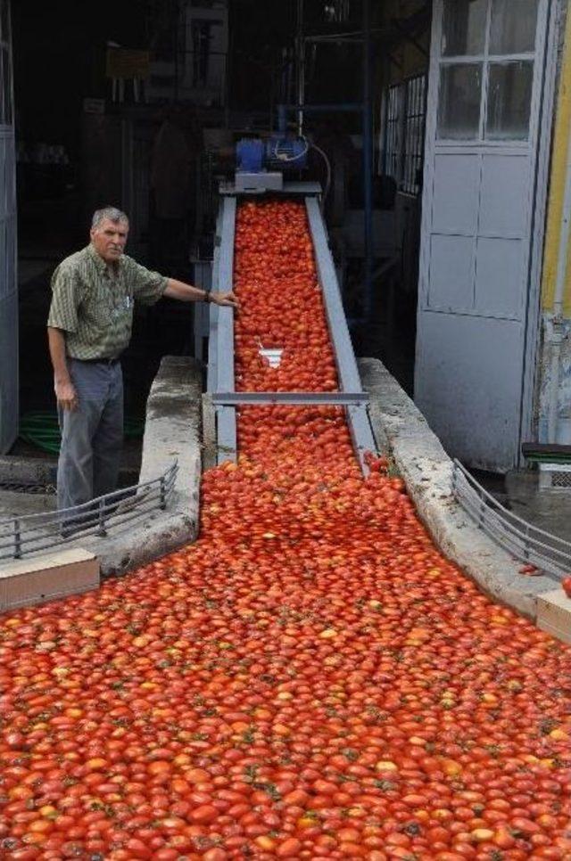 Kulaca Salça’da Sezon Başladı