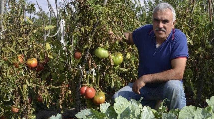Kiloluk Pembe Domatesler Yetiştirdi