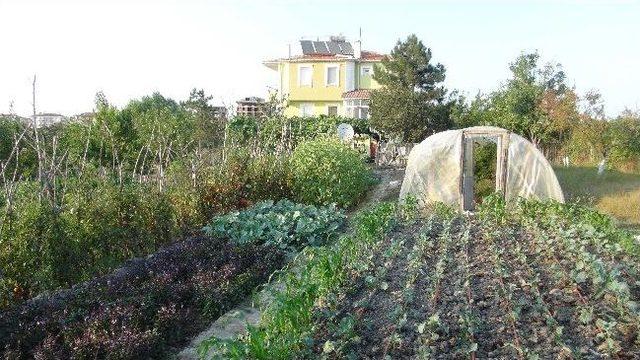 Kiloluk Pembe Domatesler Yetiştirdi 1