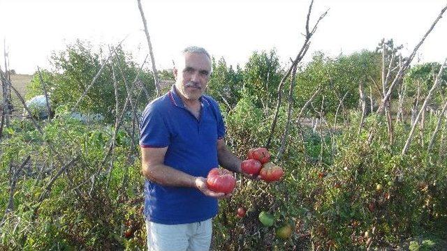Kiloluk Pembe Domatesler Yetiştirdi 2