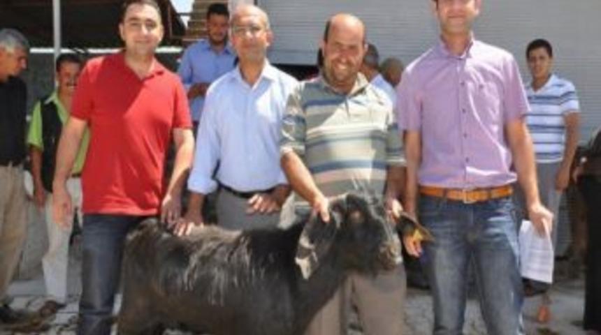 Hatay'da 23 Aileye 41 Teke Dağıtıldı