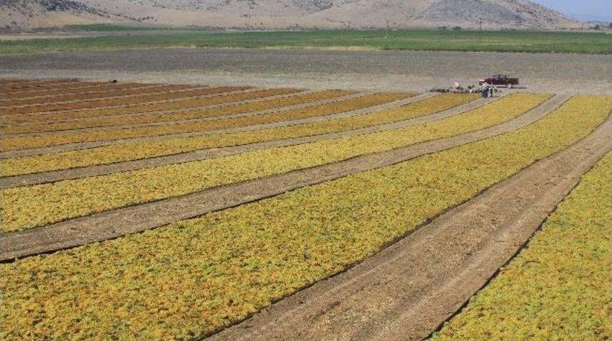 Manisa&rsquo;da &Uuml;z&uuml;m Hasadı Başladı