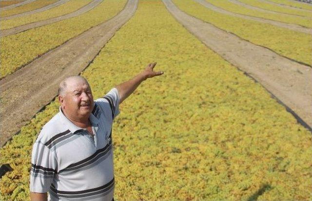 Manisa’da Üzüm Hasadı Başladı