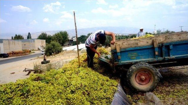 Sarıg&ouml;l&rsquo;de Sumalık &Uuml;z&uuml;m Alımları Başladı 1