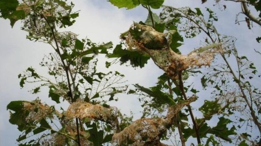 Amerikan Beyaz Kelebeği M&uuml;cadele Zamanı