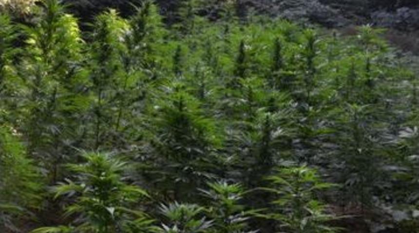 Ormanlık Alanı Esrar Tarlasına &Ccedil;evirdiler