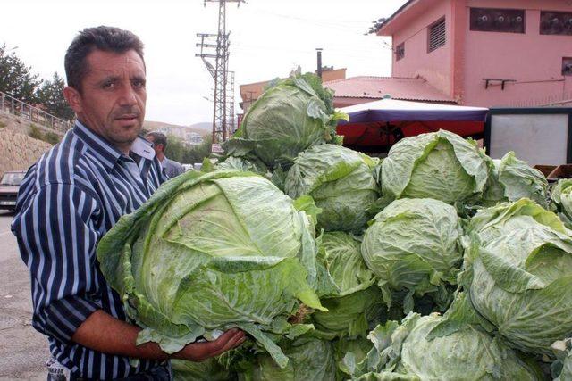 Bayburt Lahanası Tezgahlarda Yerini Aldı