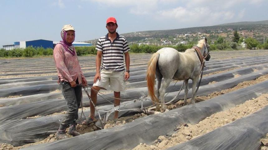 Silifke'de &Ccedil;ilek Fide Dikimi Başladı