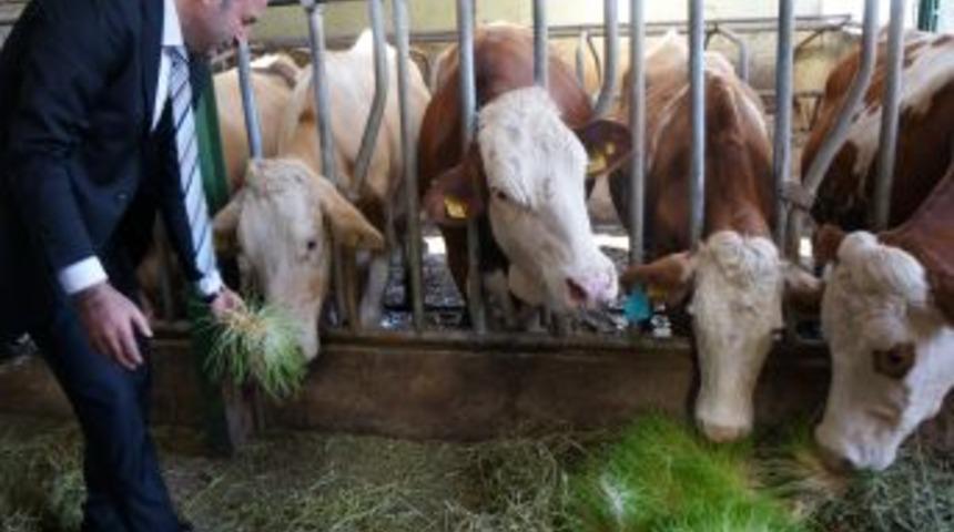 T&uuml;rkiye Kırmızı Et &Uuml;reticileri Merkez Birliği Başkanı: Kırmızı Et Sıkıntımız Yok