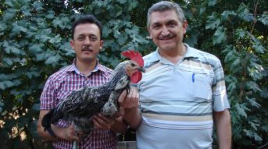 Tatillerde Denizli Horozu Alım Satımı Kurbanlık Pazarlığına D&ouml;n&uuml;yor