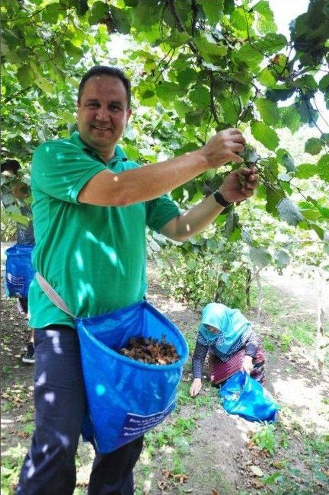 Başkan Aksu Fındık Topladı