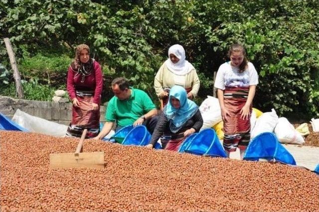 Başkan Aksu Fındık Topladı