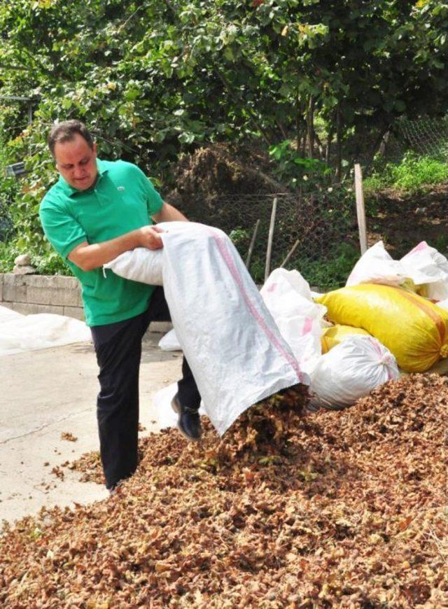 Başkan Aksu, Fındık Hasadı Yapan Vatandaşları Ziyaret Edip Fındık Topladı