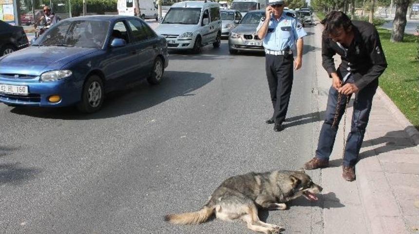 &Ccedil;arptığı k&ouml;peği bırakıp ka&ccedil;tı