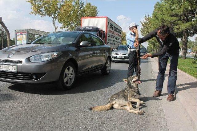 Çarptığı köpeği bırakıp kaçtı