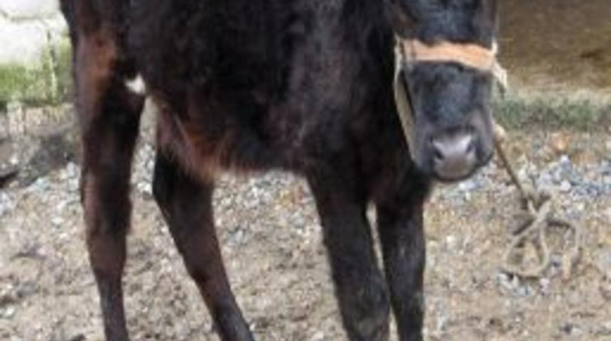 Gıda Tarım Ve Hayvancılık İl M&uuml;d&uuml;rl&uuml;ğ&uuml;'nden 'şap' A&ccedil;ıklaması