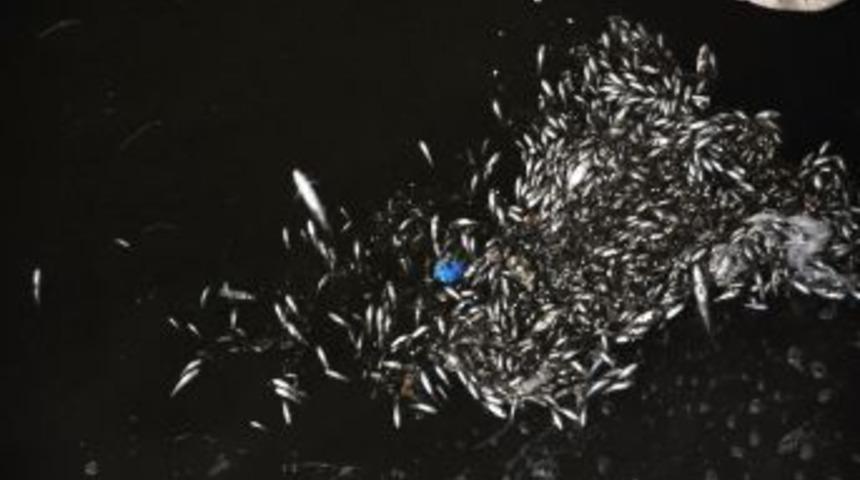 Mert Irmağı'nda Yaşanan Balık &Ouml;l&uuml;mleri Vatandaşı Korkuttu