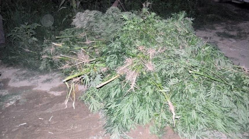 Aydın&rsquo;da Uyuşturucu Operasyonları Devam Ediyor