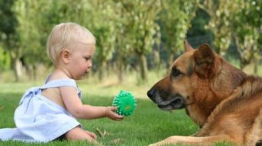 Evcil Hayvanlar Alerjiye Neden Olabilir