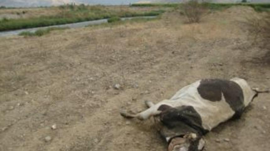 K&uuml;&ccedil;&uuml;k Menderes'te Salgın Tehlikesi!