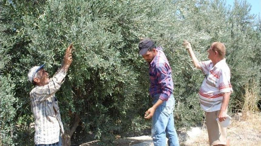 Silifke&rsquo;de İlk Zeytin Hasadı Yapıldı