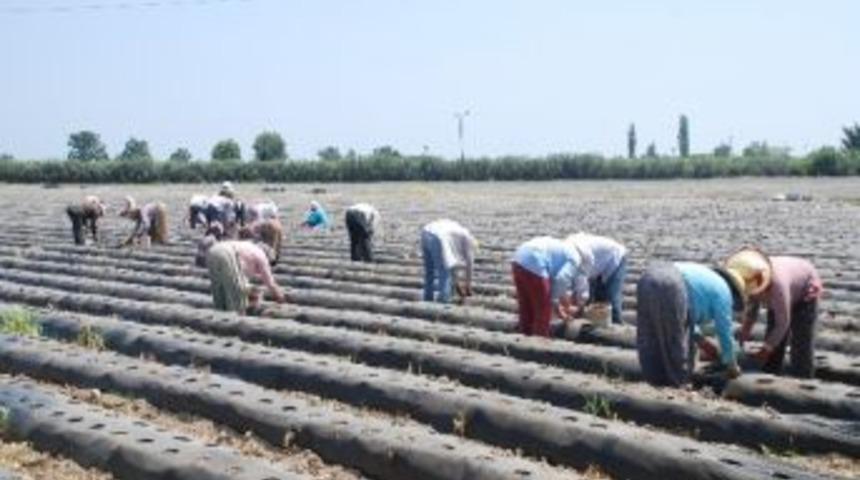 &Ccedil;ilek İş&ccedil;ileri 45-50 Derece Sıcaklıkta &Ccedil;alışıyor