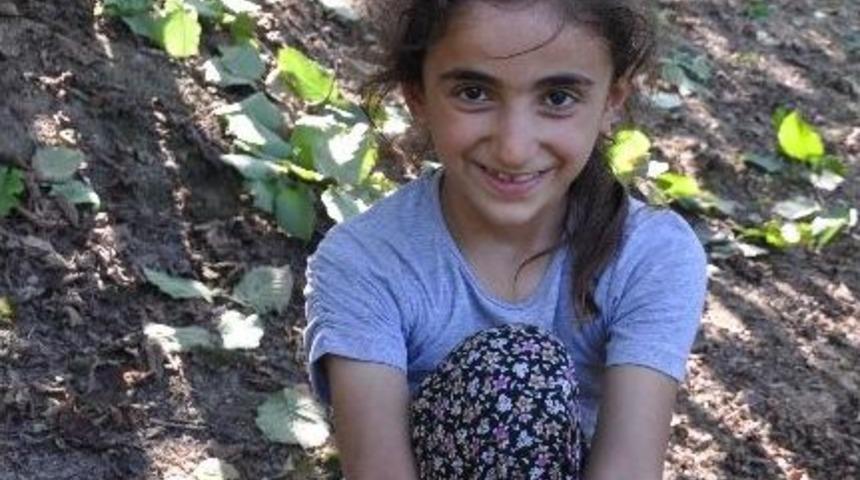 D&uuml;zce&rsquo;de Fındık Hasadı S&uuml;r&uuml;yor