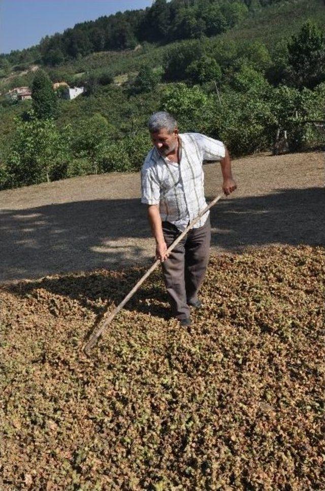 Düzce’de Fındık Hasadı Sürüyor