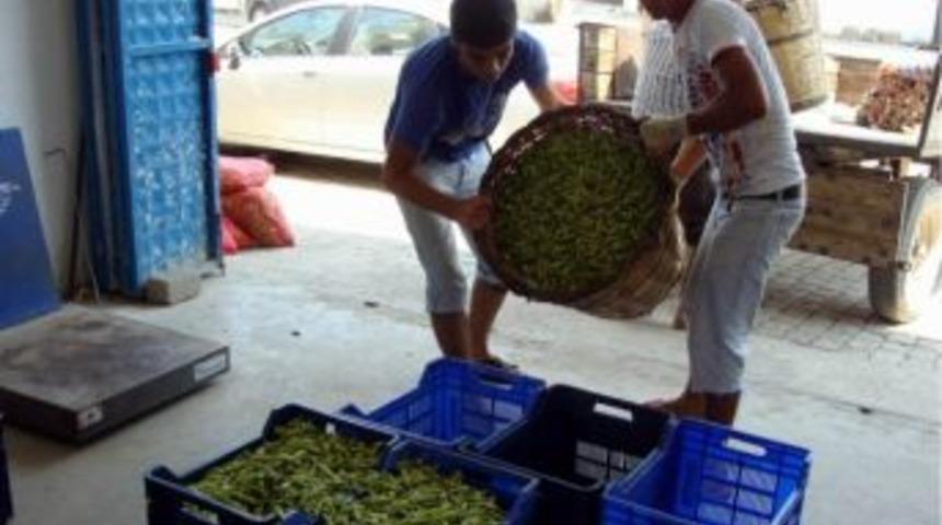 Bamyadan Aydın'a 5,5 Milyon Tl Gelir