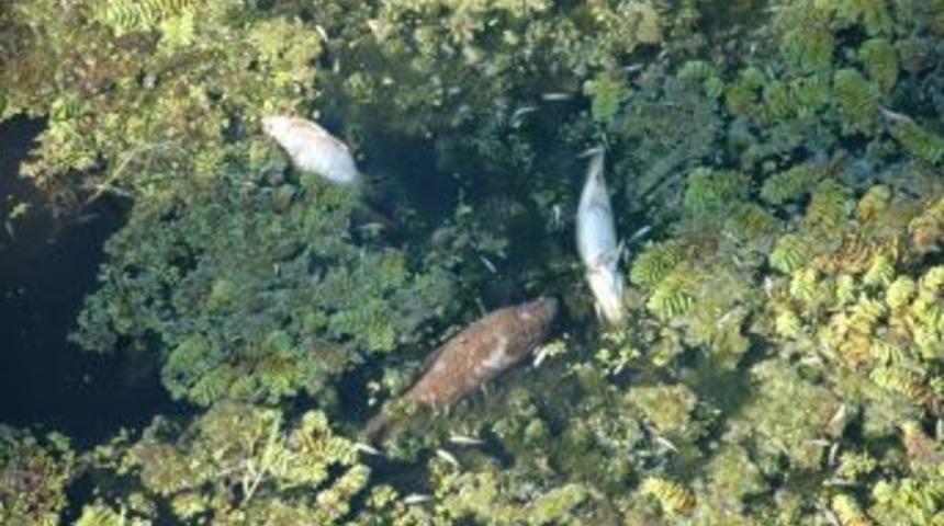 Balıkları Yaşatmak I&ccedil;in Kanala Tankerlerle Su Takviyesi Yapılıyor