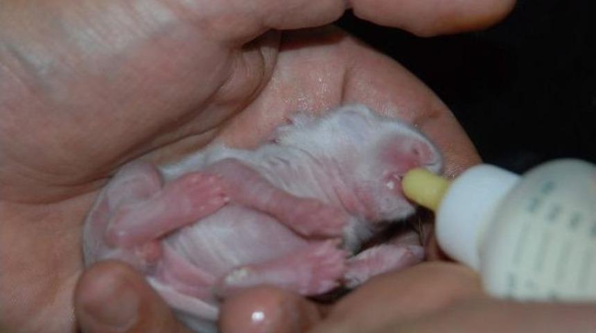 &Ouml;ks&uuml;z Kalan Yavru Tavşanları Biberonla Besliyor