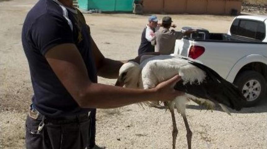 Yaralı Leyleğe Yardım Eli Uzandı