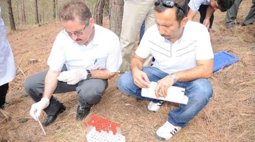 Faydalı B&ouml;cekler Doğaya Bırakıldı