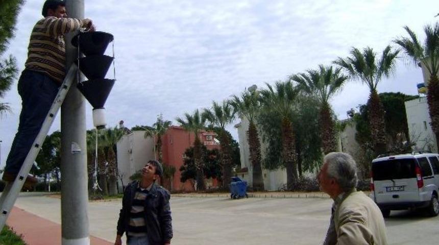 Didim&rsquo;de Kırmızı Palmiye B&ouml;cekleri Tuzaklarla İzleniyor